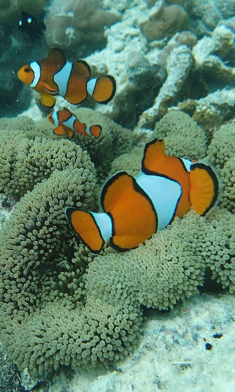 clown fishes