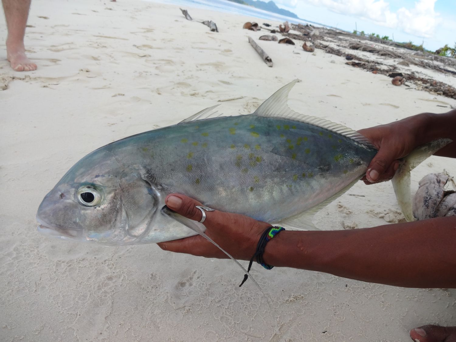 giant trevally just caught