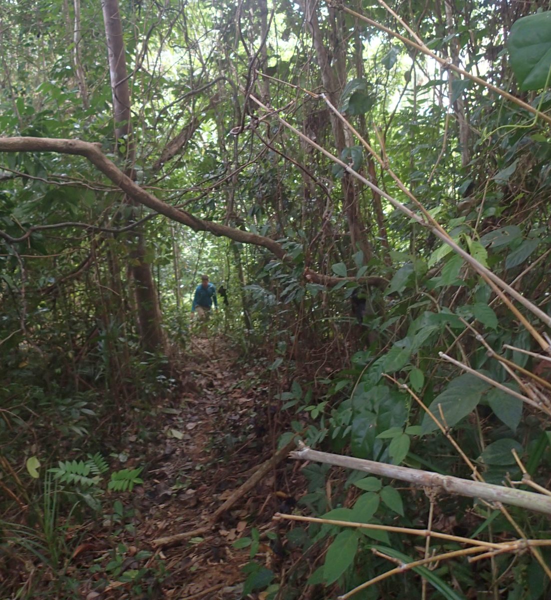 Sinkandang Jungle Sinkandang Jungle